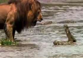 [VIDEO] Sư tử đực "ăn hiếp" cả đàn cá sấu