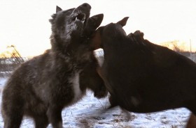 [VIDEO] Ác chiến chó nhà quật ngã chó sói