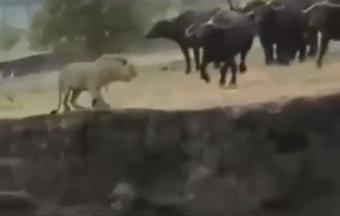 [VIDEO] Cả đàn trâu rừng dồn sư tử rơi xuống vực