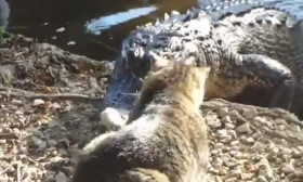 [VIDEO] Mèo con "cả gan" tát mặt cá sấu vì bị giành mồi