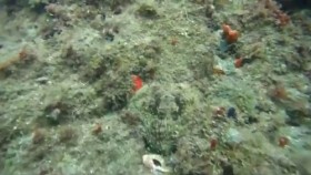 [VIDEO] Bạch tuộc phô diễn khả năng "tàng hình" cực đỉnh