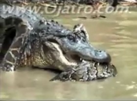 [VIDEO] Cuộc ác chiến cá sấu đối đầu trăn khủng