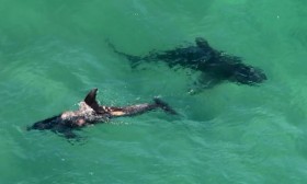 [VIDEO] Kinh hoàng cảnh tượng cá mập "xé xác" cá heo