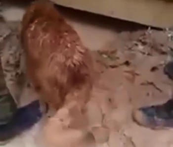 [VIDEO] Nhói lòng chó mẹ liều mình xuống cống cứu con