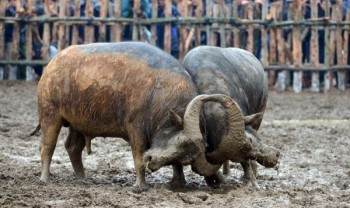 Màn tranh tài "nảy lửa" của các "ông trâu" Hải Lựu