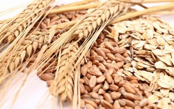 Nga: Chính thức công bố mức thuế xuất khẩu lúa mỳ theo công thức mới kể từ ngày 02/06