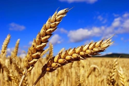 EU Commission: Xuất khẩu lúa mỳ từ đầu niên vụ 20/21 ước tính đạt 16.24 triệu tấn