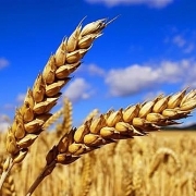 EU Commission: Xuất khẩu lúa mỳ từ đầu niên vụ 20/21 ước tính đạt 16.24 triệu tấn