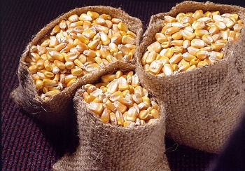 Giá Ngô và lúa mỳ chịu áp lực về thông tin xuất khẩu và thị trường