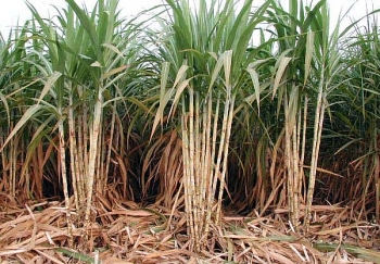Mỹ: Diện tích gieo trồng mía đường tại Louisiana dự kiến sẽ tăng trong năm nay