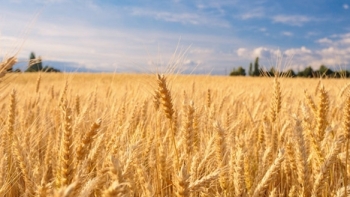 Giá nông sản ngày 17/2: Giá lúa mỳ tăng mạnh ?