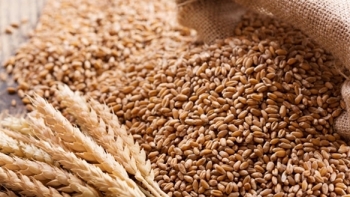 Giá nông sản ngày 22/2: Giá lúa mỳ dẫn đầu tăng giá nhóm nông sản?