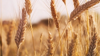 Giá nông sản ngày 23/2: Giá lúa mỳ tăng mạnh trở lại?