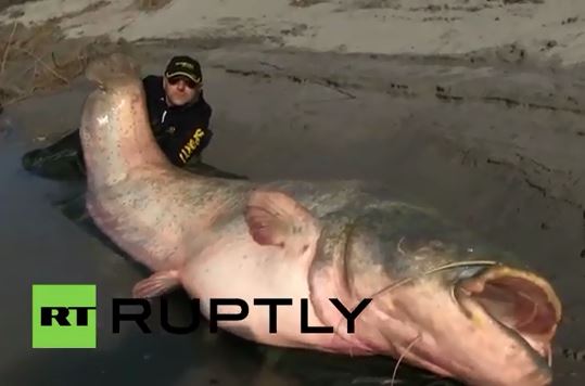 [VIDEO] Bắt được cá trê "khủng" ăn thịt người nặng tới 127 kg