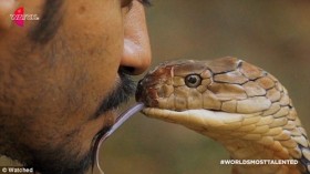 [VIDEO] Thót tim xem "hoàng tử rắn" hôn rắn hổ mang