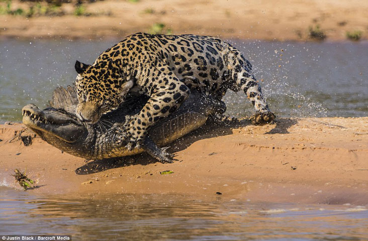 [VIDEO] Báo đốm lội sông tấn công cá sấu