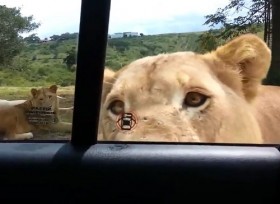[VIDEO] Thót tim sư tử dùng răng mở cửa xe khách tham quan