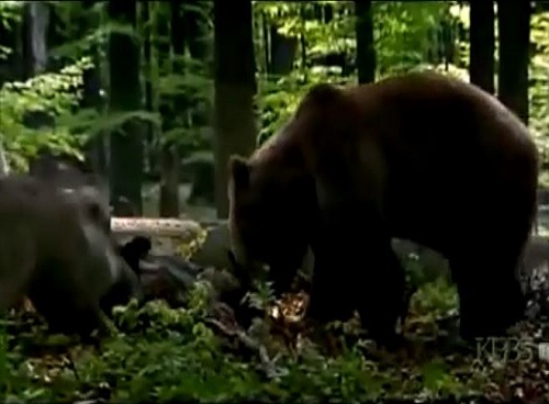 [VIDEO] Gấu liều lĩnh tấn công bầy sói để giành giật thức ăn