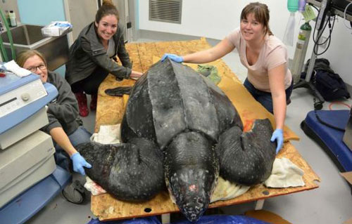 Mỹ: Phát hiện con rùa nặng 230kg ở phía Nam Carolina