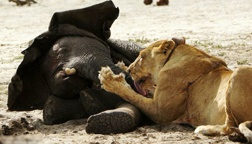 [VIDEO] Kinh hãi 3 con sư tử tấn công và hạ gục voi con