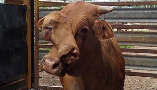 Xuất hiện con  bò 2 đầu kỳ lạ  ở Úc
