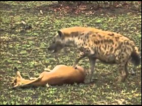 [VIDEO] Nai tinh ranh giả chết đánh lừa linh cẩu và báo đốm