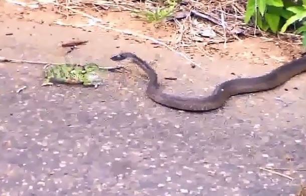 [VIDEO] Gay cấn cuộc chiến giữa rắn và tắc kè hoa
