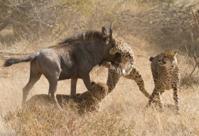 [VIDEO] Màn rượt đuổi "kịch tính" tột độ giữa báo Cheetah và linh dương đầu bò