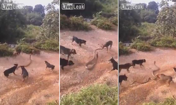 [VIDEO] Đàn chó bày "thiên la địa võng" vây bắt rắn khủng