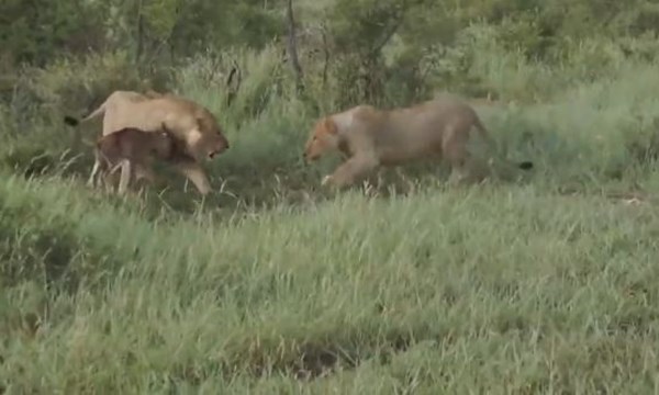[VIDEO] Xúc động sư tử mẹ cứu bê con khỏi móng vuốt của đồng loại