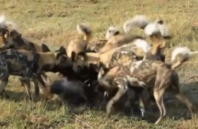 [VIDEO] Lợn rừng liều mình lao vào cứu bạn bị đàn chó hoang xâu xé
