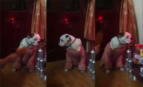 [VIDEO] Chết cười chủ phạt chó vì "lăng nhăng trai gái"