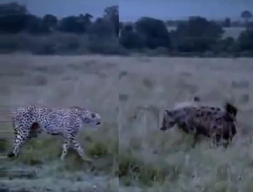 [VIDEO] Báo mẹ hỗn chiến bầy linh cẩu để bảo vệ con