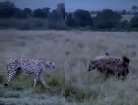 [VIDEO] Báo mẹ hỗn chiến bầy linh cẩu bảo vệ con mới chào đời