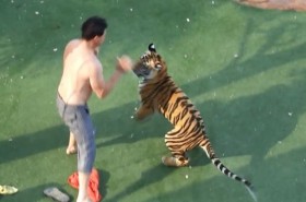 [VIDEO] Hãi hùng người đàn ông đánh nhau với hổ