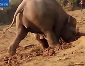 [VIDEO] Voi mẹ thảm thiết, tuyệt vọng tìm cách cứu voi con
