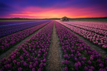 20 bức ảnh khiến bạn muốn du lịch Hà Lan