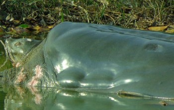 Xác 'cụ' rùa Hồ Gươm nên được bảo quản thế nào?