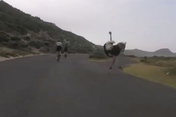 [VIDEO] Đà điểu lao tốc độ cao rượt đuổi đội đua xe đạp