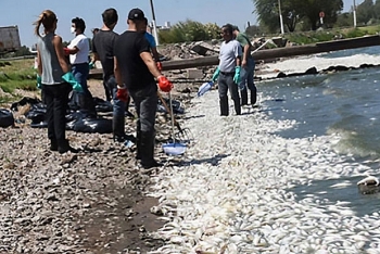 Cá chết hàng loạt ở Argentina do nắng nóng bất thường?