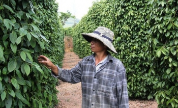 Bình Định: Giá hồ tiêu "xuống vực", nông dân lâm nợ