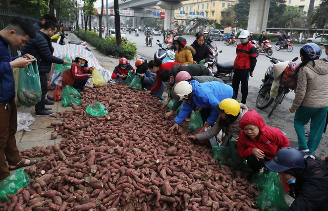 Cộng đồng tình nguyện "giải cứu" hàng trăm tấn khoai lang