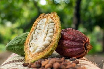 Giá cà phê và cacao tăng trong khi bông và đường giảm