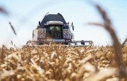 Nga: IGC dự báo sản lượng lúa mỳ niên vụ 2021/22 ở mức 76.9 triệu tấn