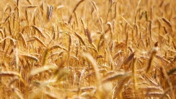 Giá nông sản ngày 9/3: Giá lúa mỳ quay đầu giảm sốc?