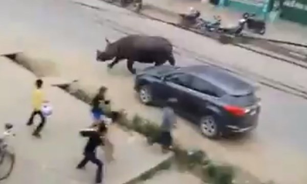 [VIDEO] Tê giác khổng lồ húc chết người giữa khu dân cư
