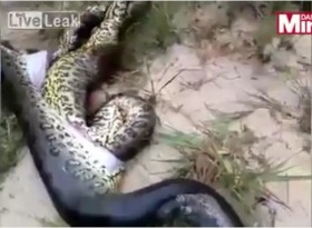 [VIDEO] Rắn "khủng" nuốt chửng rắn "khủng" lăn đùng ra chết
