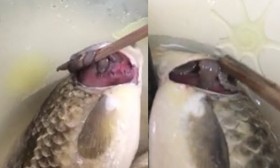 [VIDEO] Rợn người "sinh vật lạ" làm tổ trong mang cá diếc ở Việt Nam
