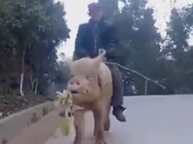 [VIDEO] Người đàn ông cưỡi lợn đi làm gây xôn xao dư luận