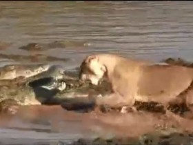 [VIDEO] Sư tử lao xuống sông điên cuồng vả cá sấu